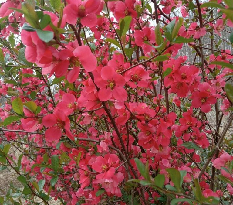 COLOR IN THE GARDEN