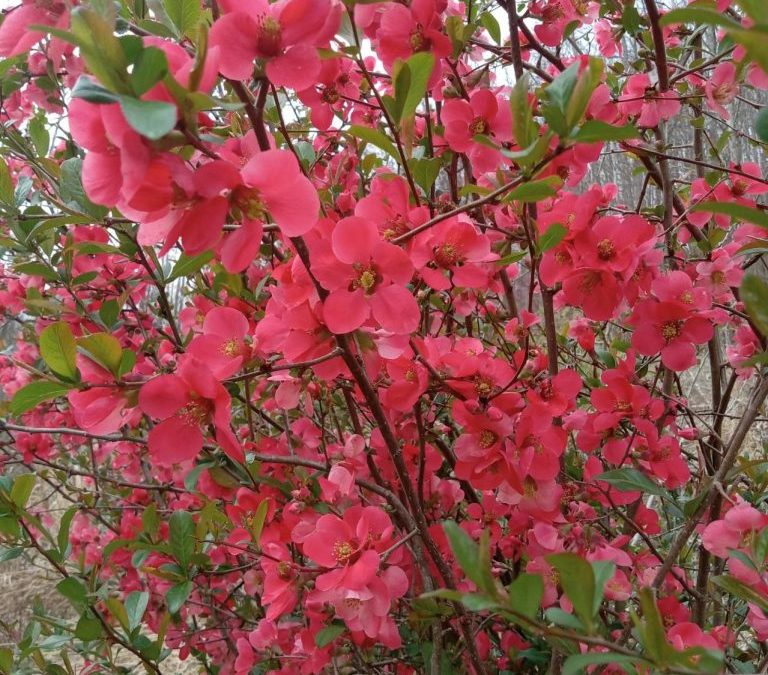 COLOR IN THE GARDEN