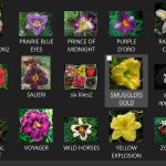 DAYLILIES2.JPG