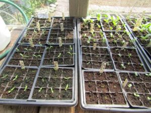 GREENHOUSE20A.JPG