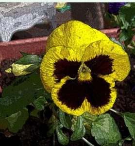 YELLOW PANSY2.jpg